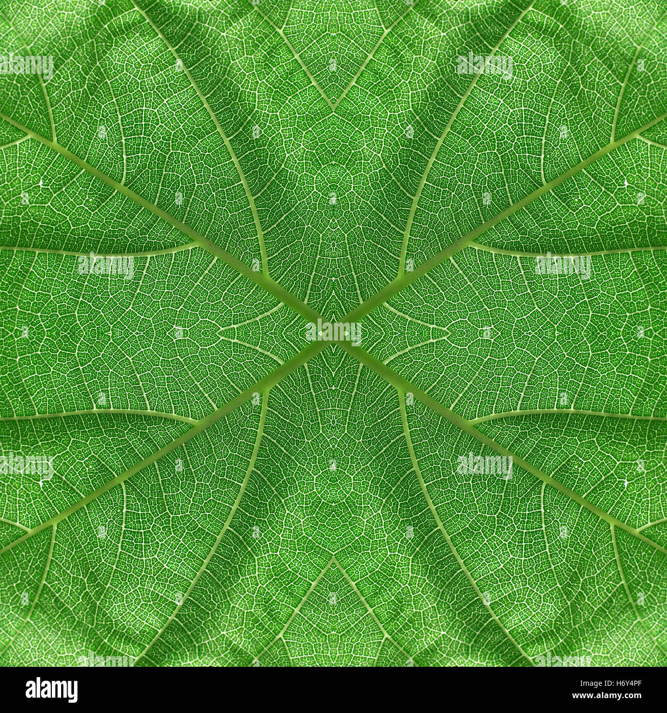 Motif de feuilles de couleur vert jaunâtre transparent Banque D'Images Motif de feuilles de couleur vert jaunâtre transparent Banque D'Images