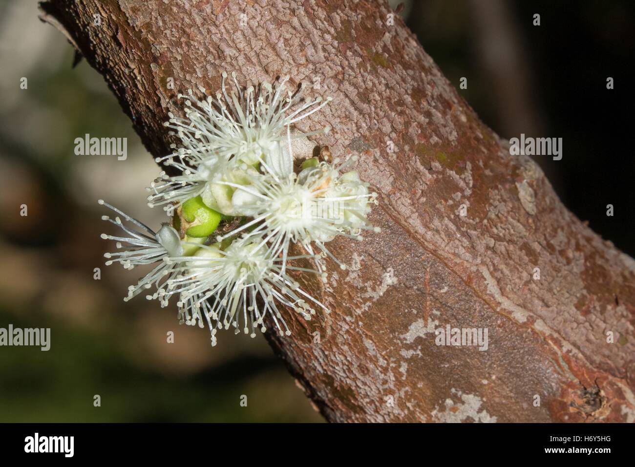 Fleurs de grapetree brésilien ou jabuticaba (Plinia cauliflora) Banque D'Images