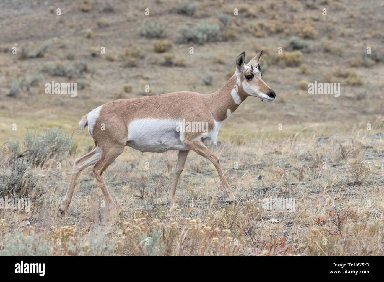 L'antilocapre Antilocapra americana - femelle Banque D'Images