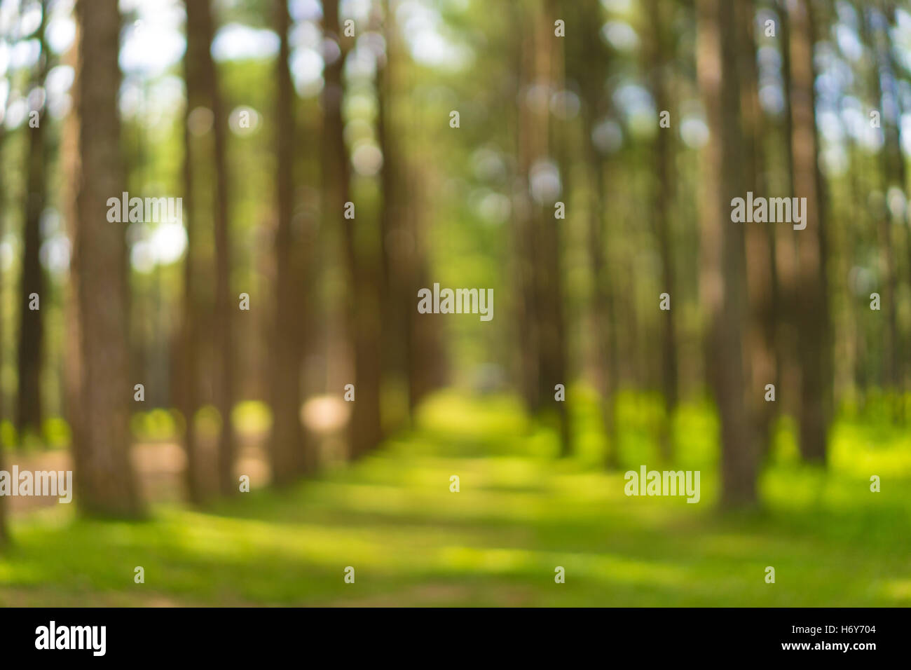 Forêt de pins,vert flou background.non mise au point d'effet. Banque D'Images