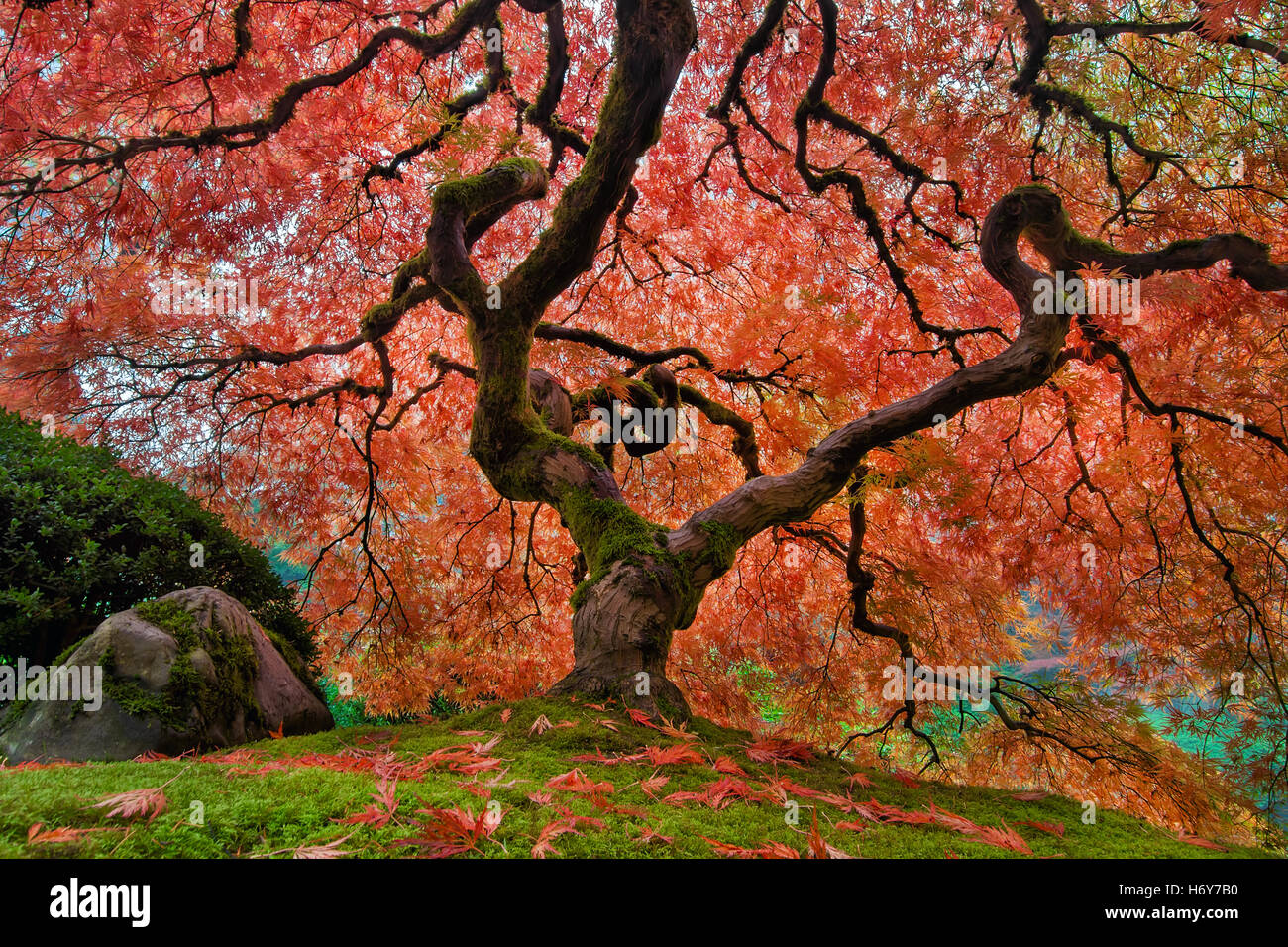 L'ancien arbre d'érable japonais au jardin japonais de Portland dans toute sa gloire d'automne Banque D'Images