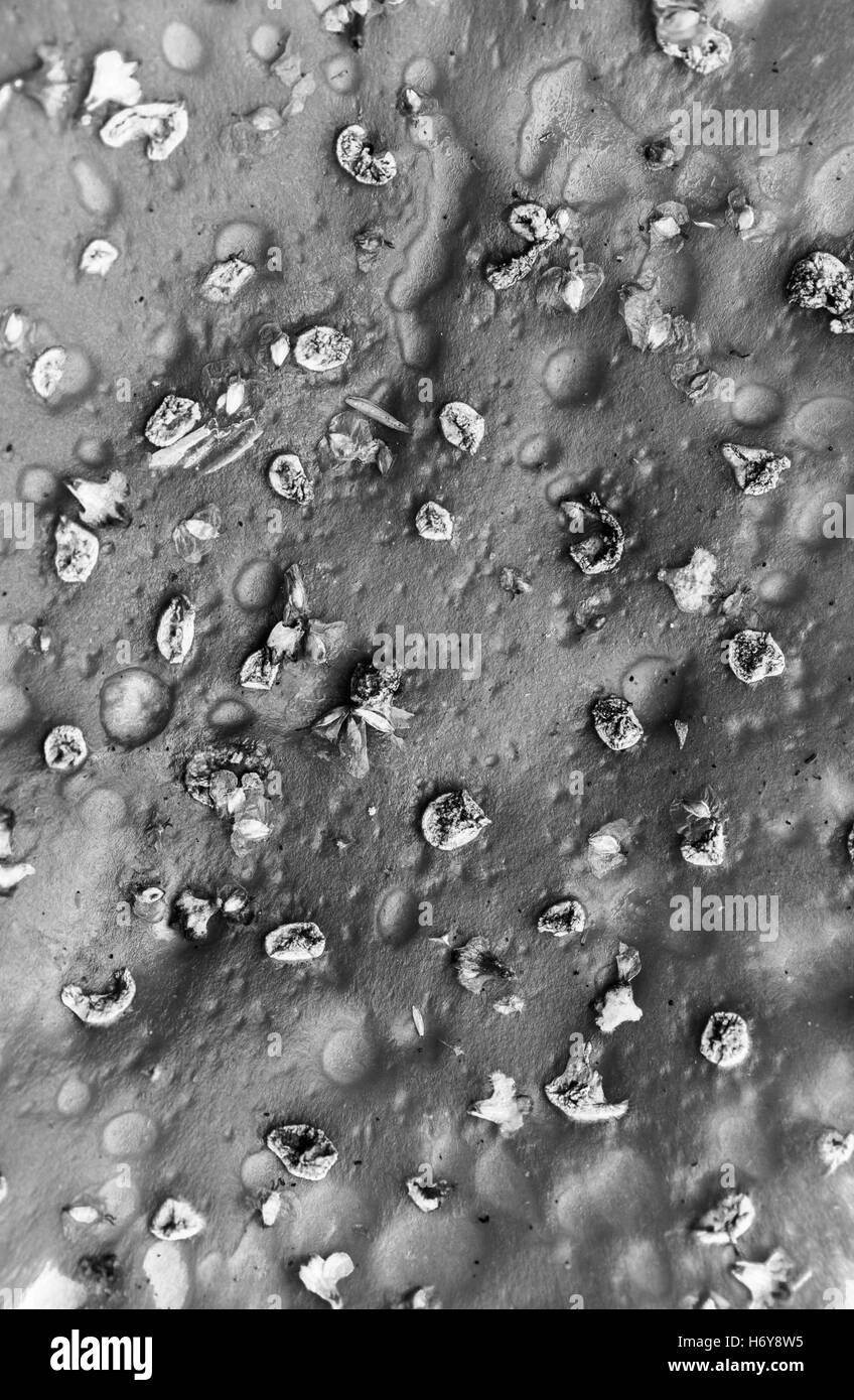Close-up de la mouche ou champignons Agaric toadstool. Banque D'Images