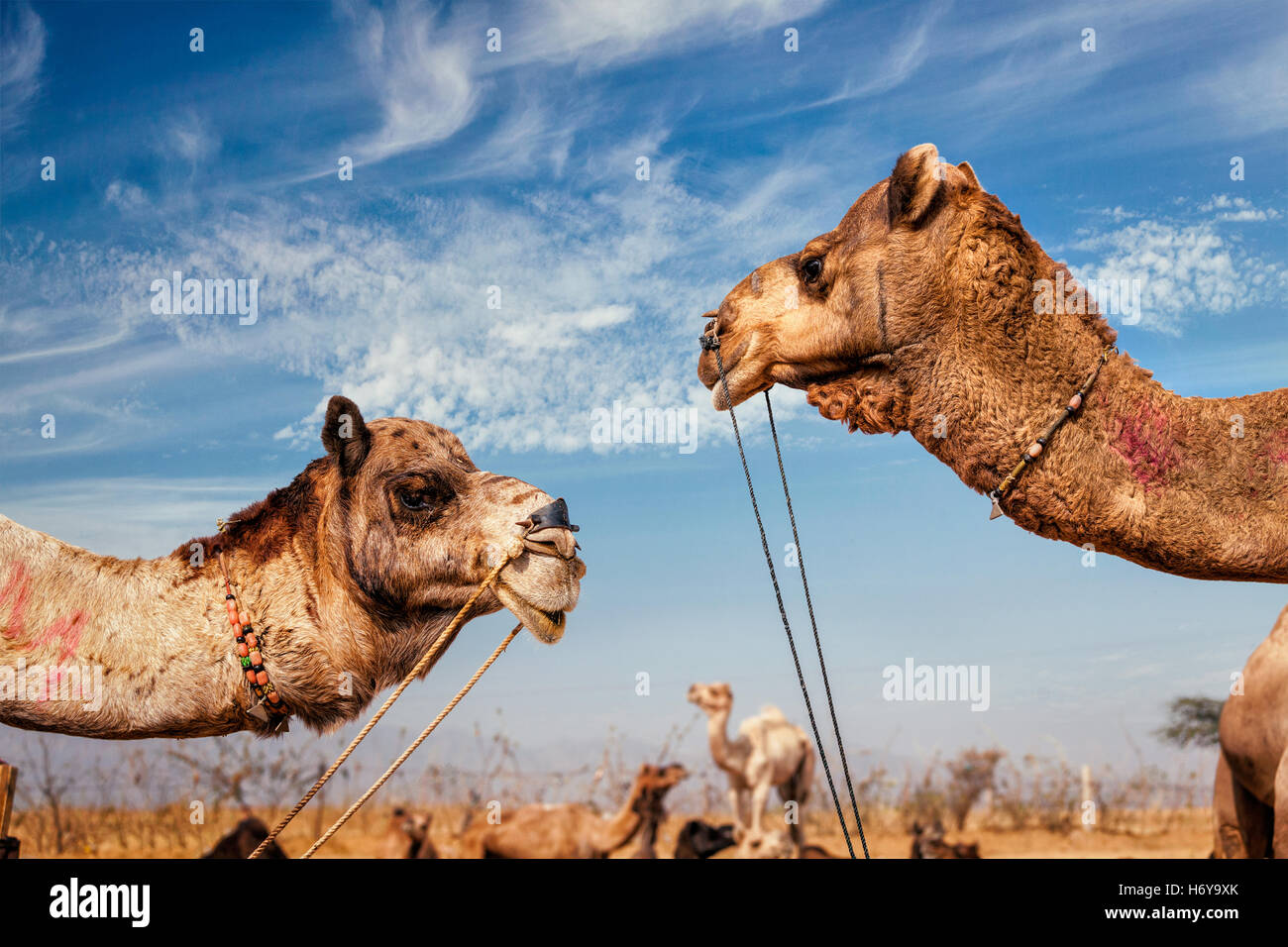 Des chameaux à Pushkar Mela (chameau de Pushkar Fair), Inde Banque D'Images