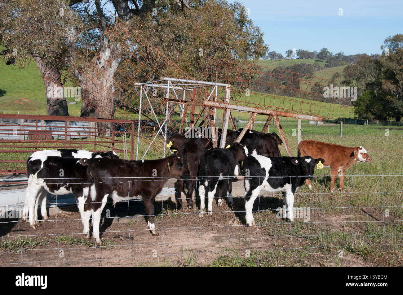 Les bovins laitiers, surtout, frisons, la navigation sur un bien agricole à l'extérieur de Harrow à la région de l'ouest de Wimmera Victoria, Australie Banque D'Images