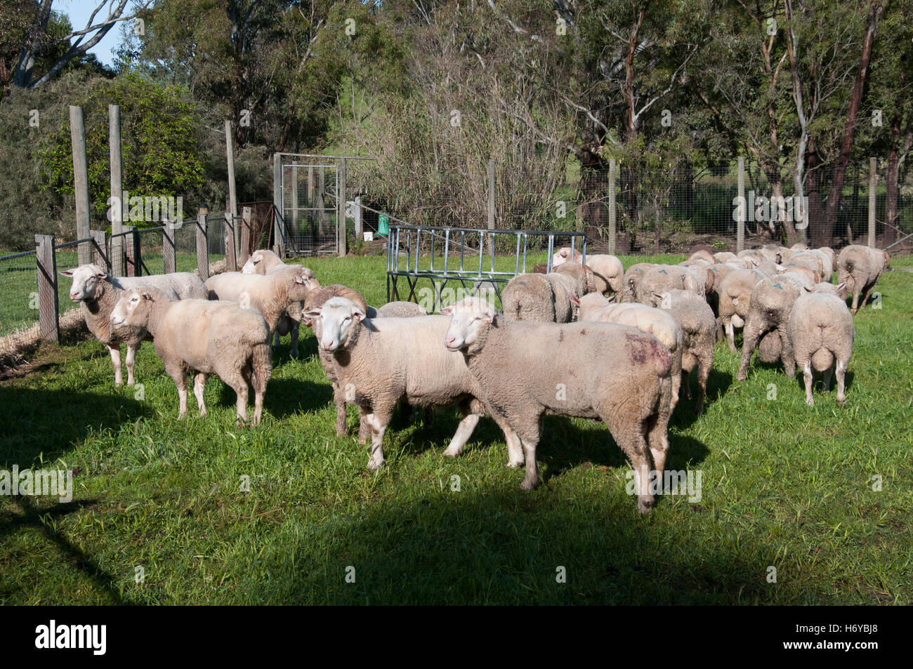 Mouton mérinos parcourt dans une ferme en dehors de la propriété dans la région de herse Wimmera ouest de Victoria, Australie Banque D'Images