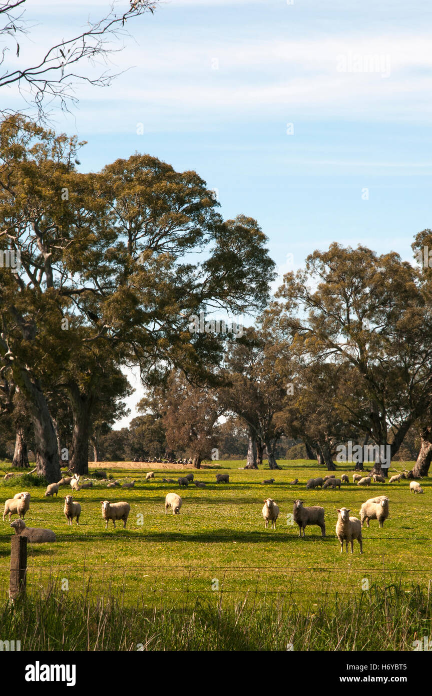 Des moutons paissant dans les forêts claires dans la région, l'ouest Wimmera Victoria, Australie Banque D'Images