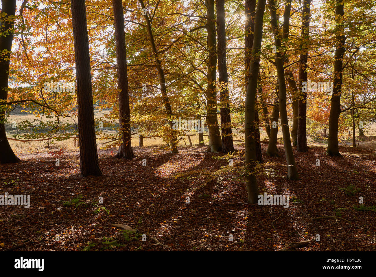 Inondées de lumière automne forrest près de Haltern en NorthrheinWestphalia en Allemagne. Banque D'Images