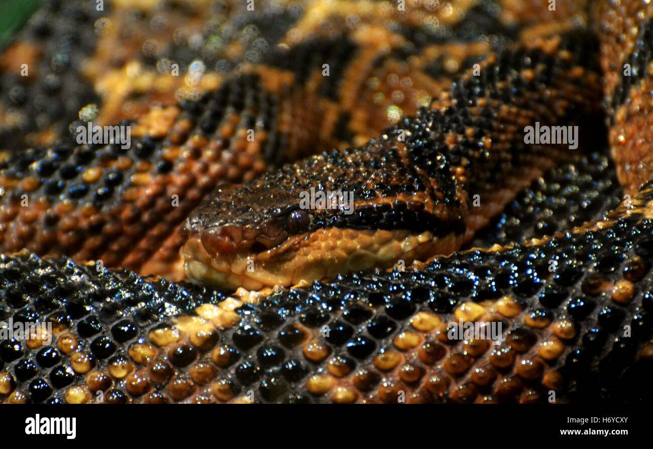 Le Bushmaster (Lachesis muta) est un pit viper trouvés dans les zones forestières d'Amérique centrale et du Sud. Banque D'Images