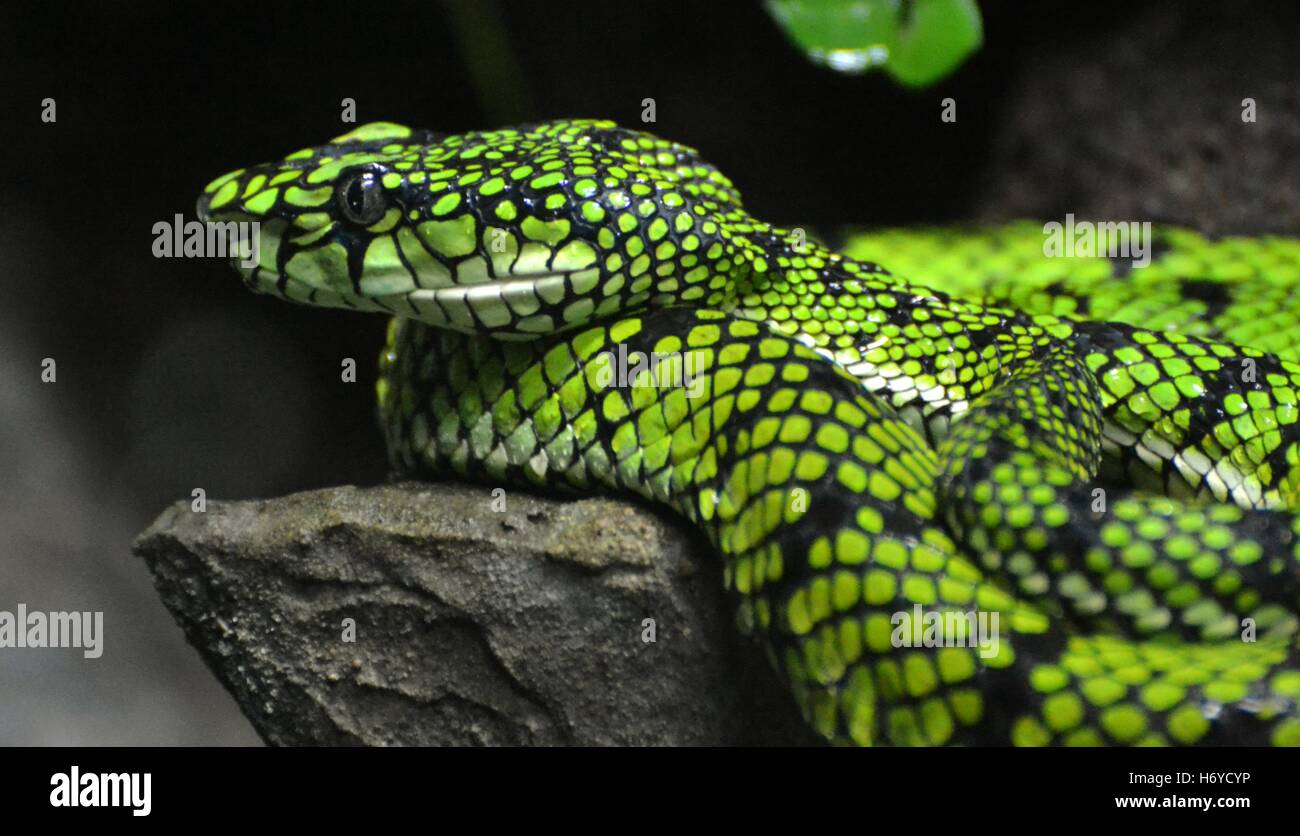 Le Pit Viper de Sumatra (Trimeresurus sumatranus) est un pitviper espèces présentes en Thaïlande, Malaisie et Indonésie. Banque D'Images