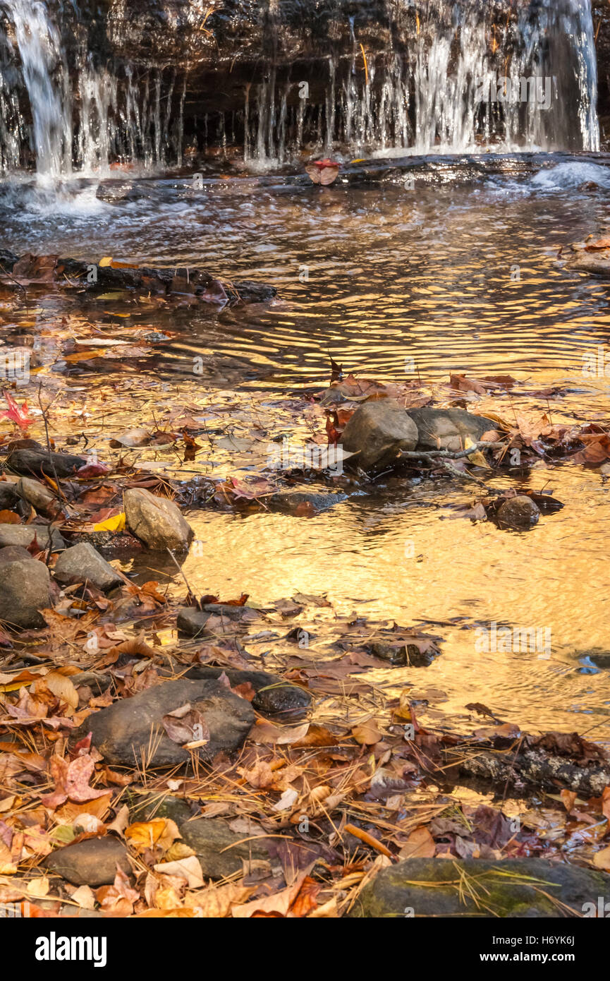 Matin d'or lumière reflétée dans un ruisseau de montagne avec des feuilles mortes au parc d'état de Vogel à Blairsville, Georgia, USA. Banque D'Images
