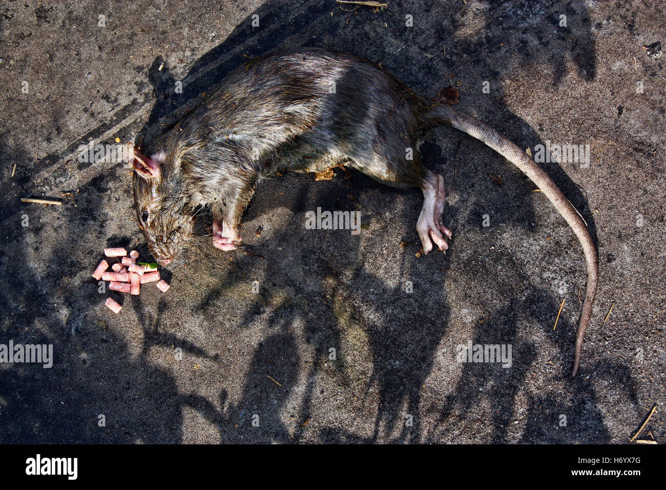 Poison rongeur empoisonné gisant mort big rat Banque D'Images