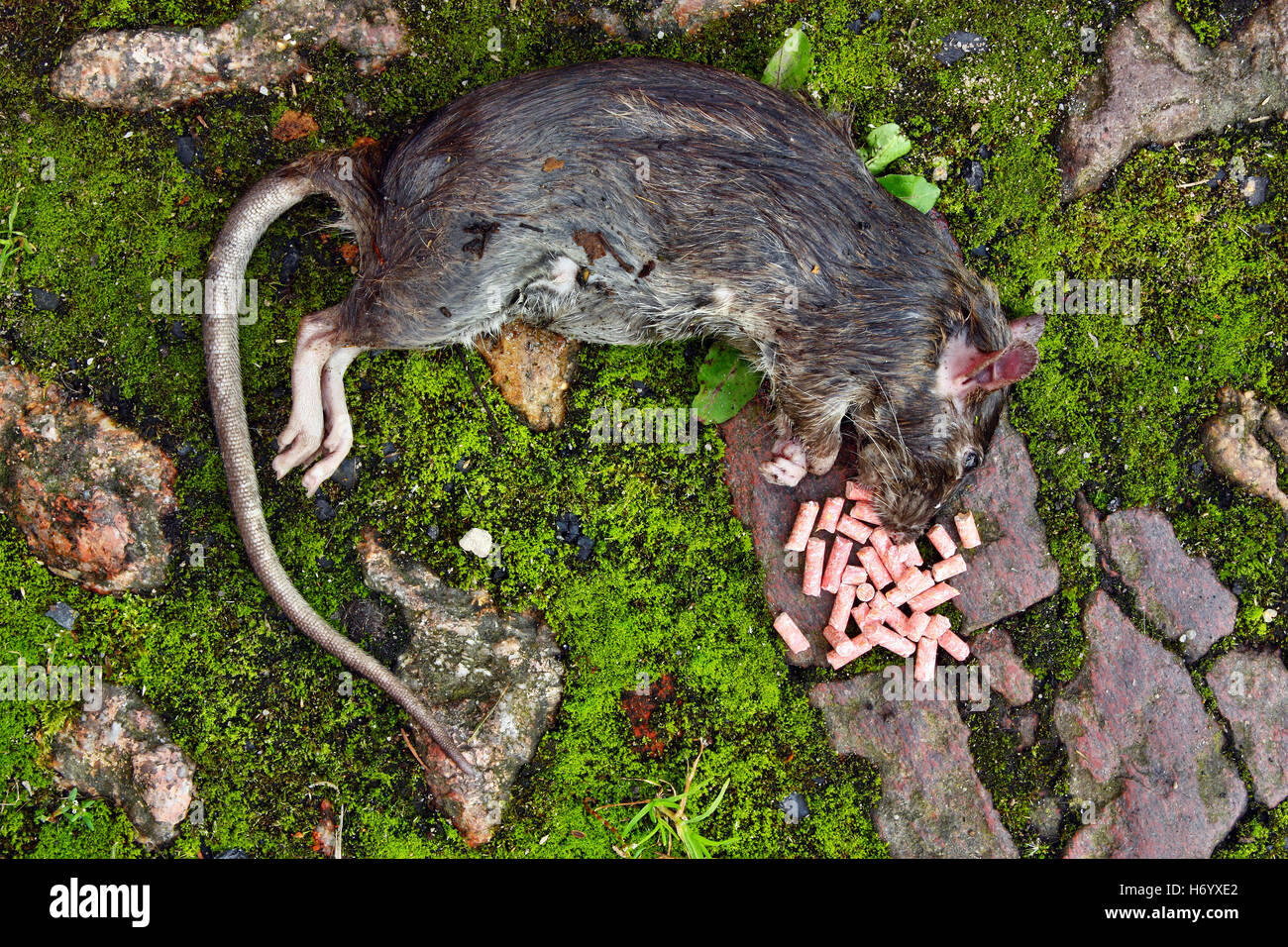 Les rongeurs empoisonnés gisant mort big rat renversé et granulés granulés de poison Banque D'Images