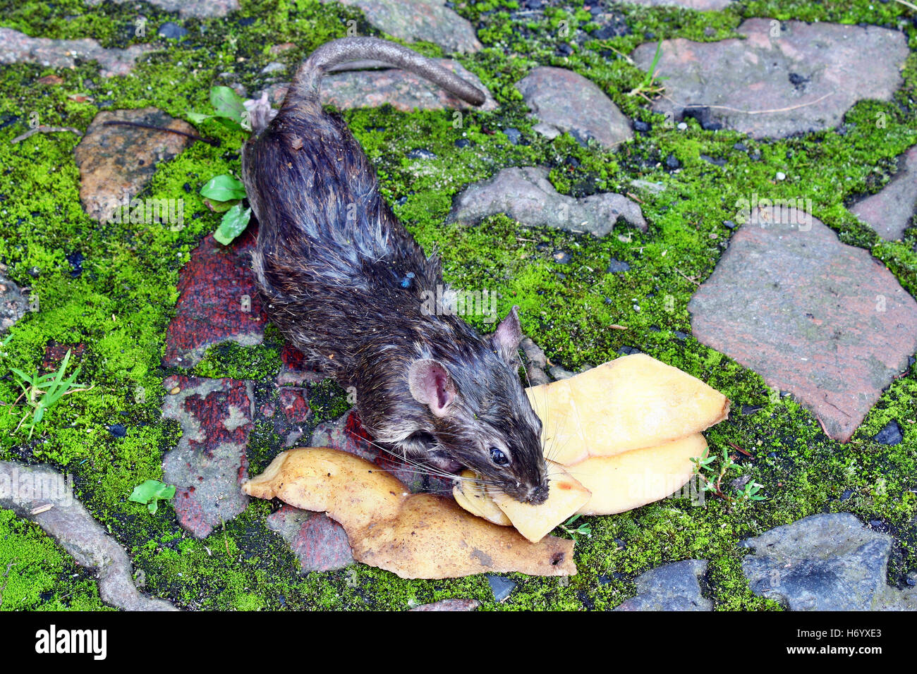 Les rongeurs empoisonnés gisant mort big rat et pelures de pommes de terre la renversé Banque D'Images