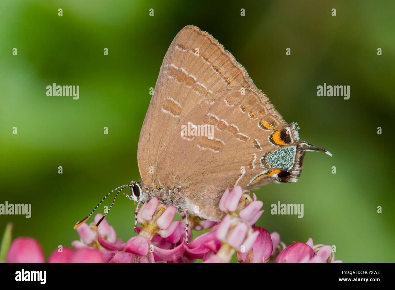 Satryium Banded Hairstreak calanus Black River, Wisconsin, United States Lycaenidae Theclinae adultes Juillet 16 Banque D'Images