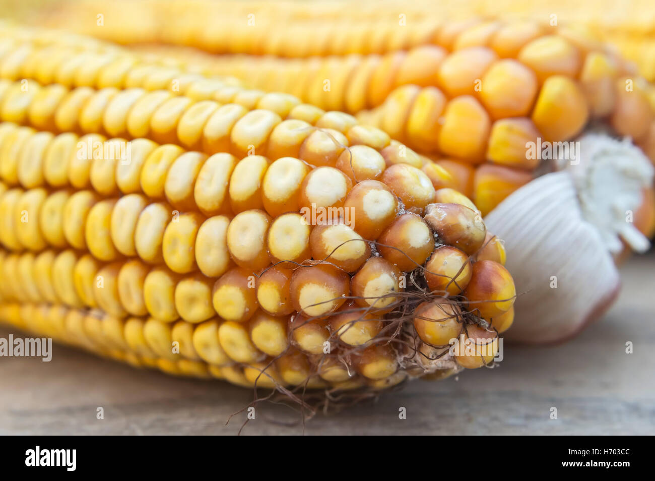 Close up od d'épis de maïs jaune. Focus sélectif. Banque D'Images