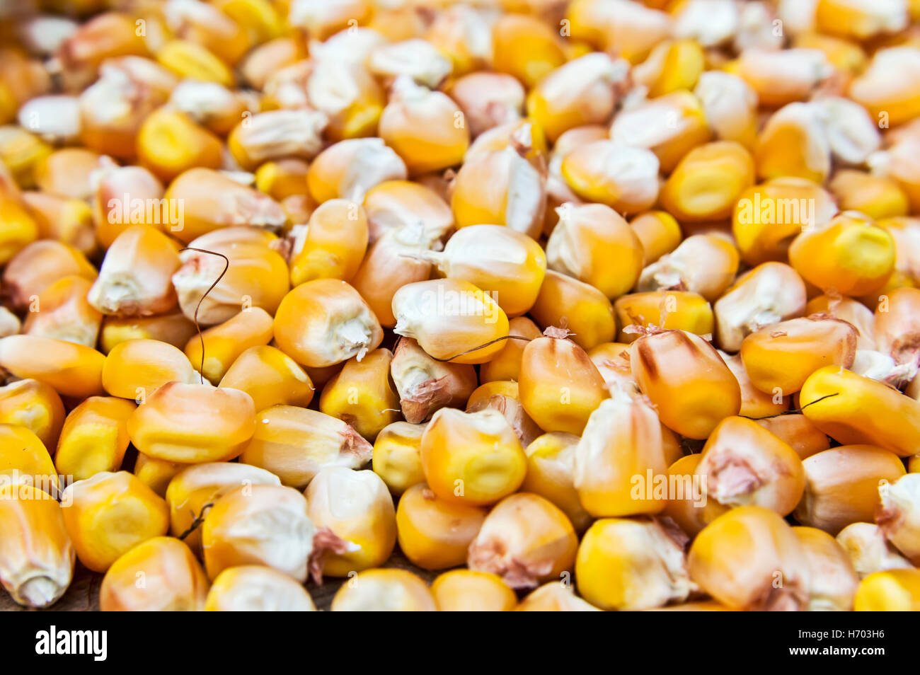 Les haricots maïs en grains. Focus sélectif. Banque D'Images