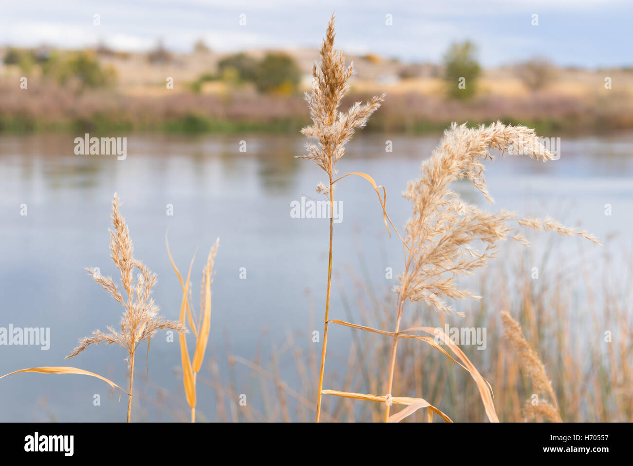 L'herbe sur la rive de la rivière Snake à Marsing, Idaho. Banque D'Images