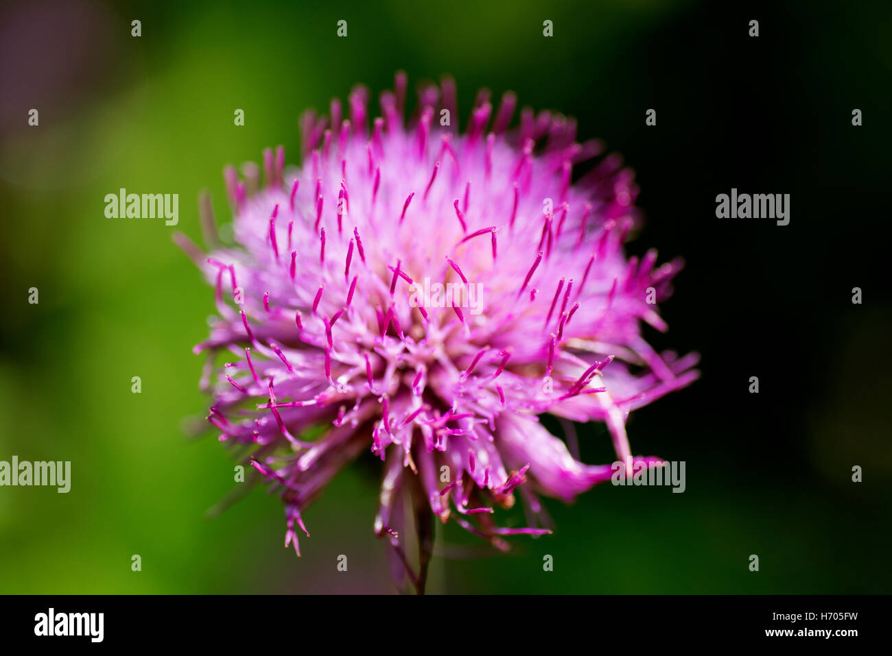 Des fleurs colorées et de clarté Banque D'Images