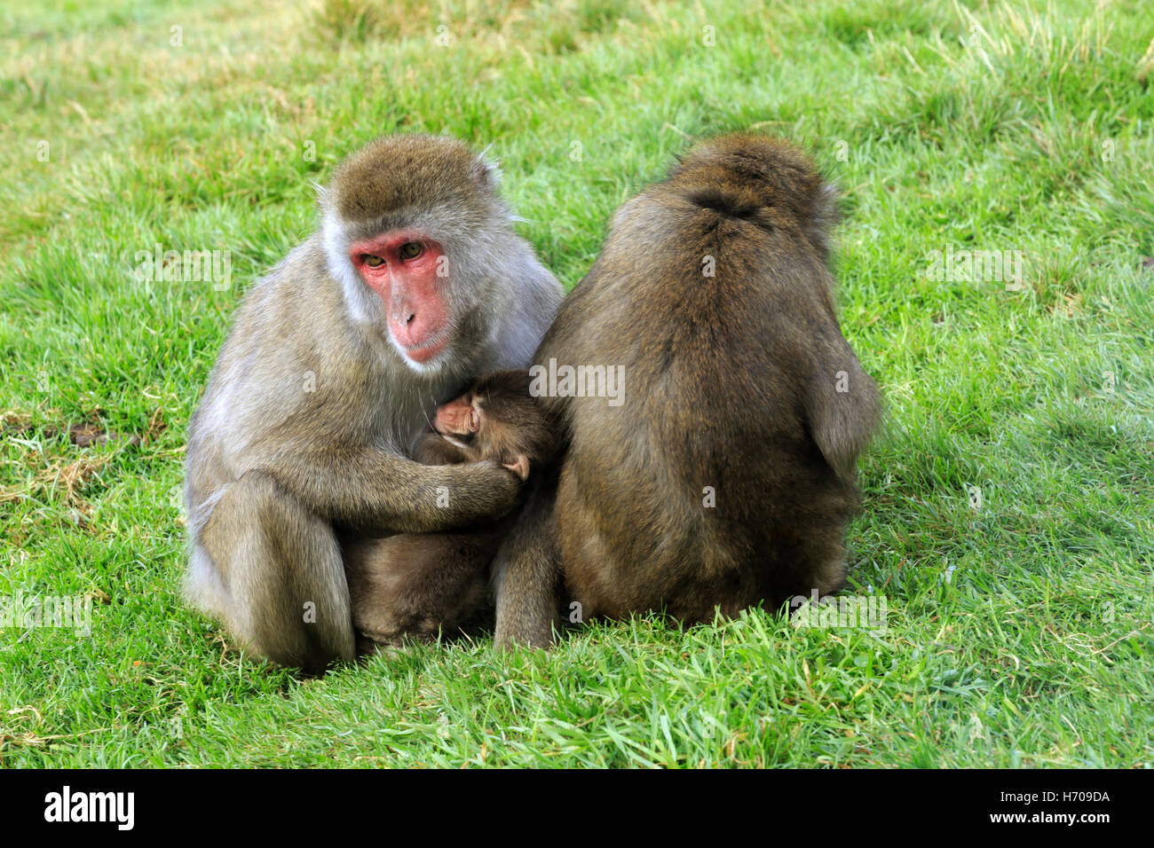 Macaque japonais, Macaca fuscata. Deux snow monkey femelles avec un bébé. Banque D'Images