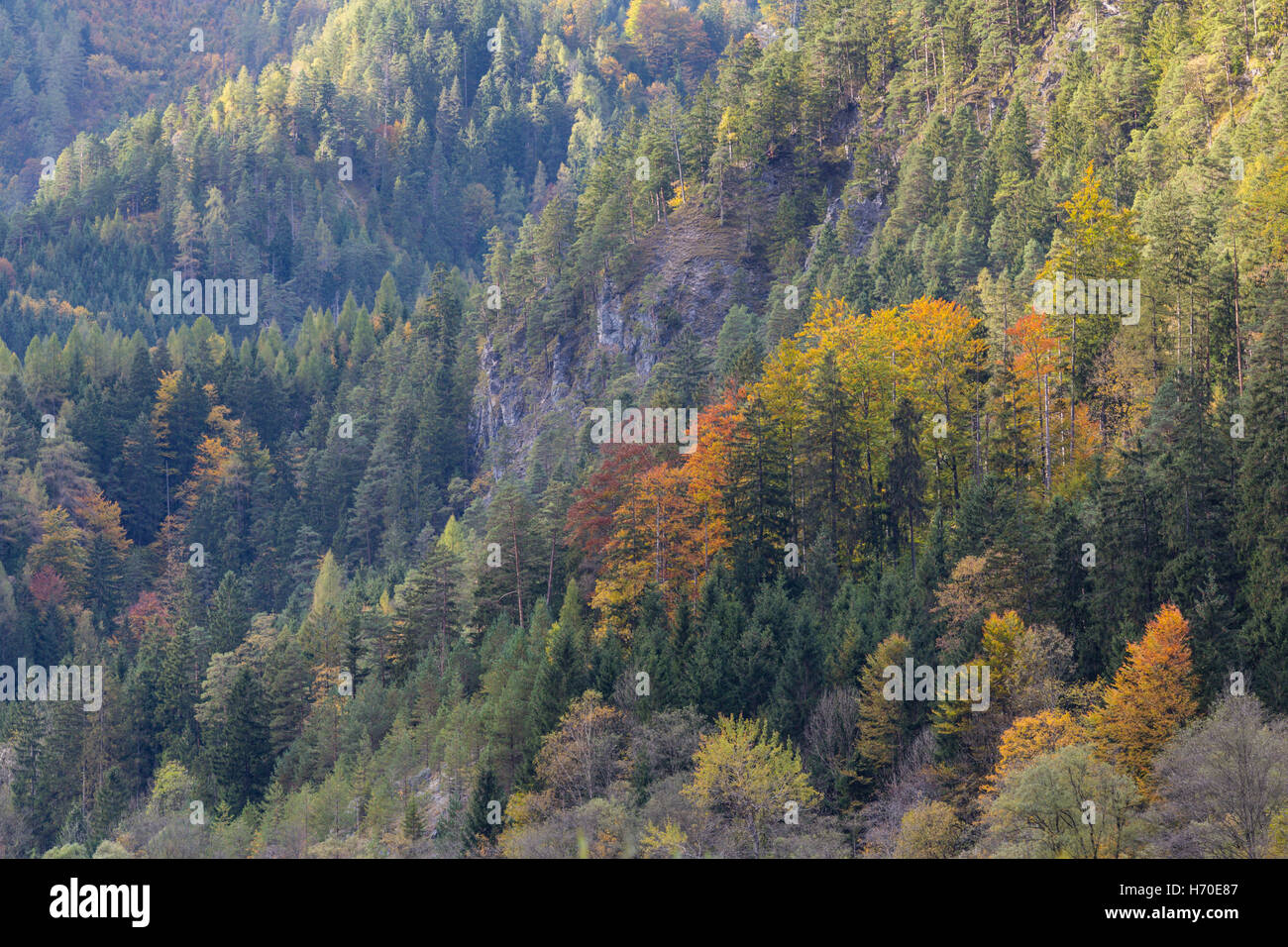 Impressions d'automne, Forêt, Nationalpark Gesäuse, Styrie, Autriche Banque D'Images