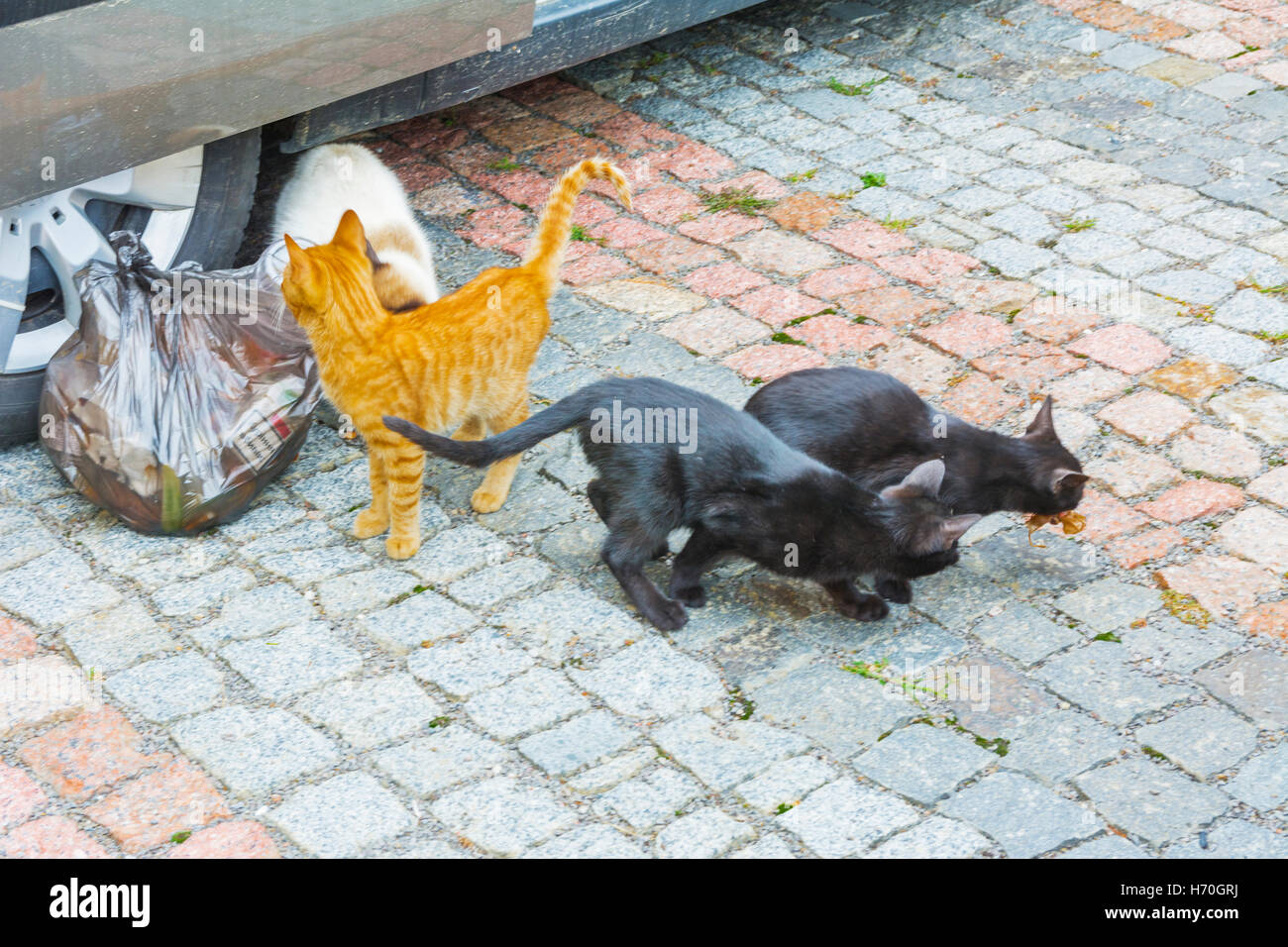 Les chats domestiques sur la pelouse à proximité d'une maison privée Banque D'Images