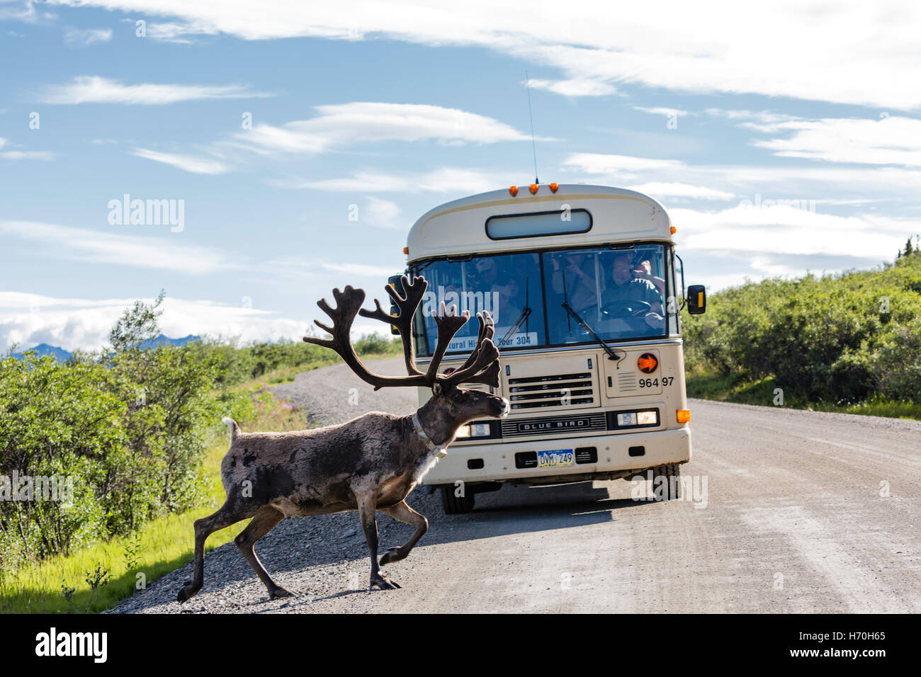 Le caribou (Rangifer tarandus) traverse en face de tour bus près de Savage River dans le parc national Denali en Alaska. Banque D'Images