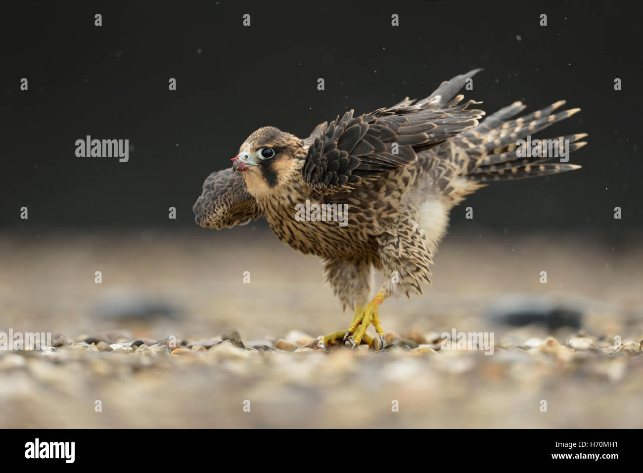 Faucon pèlerin ( Falco peregrinus ), jeune oiseau sur un toit en gravier, secouant la pluie tombe hors de ses plumes, plumage, de la faune Banque D'Images