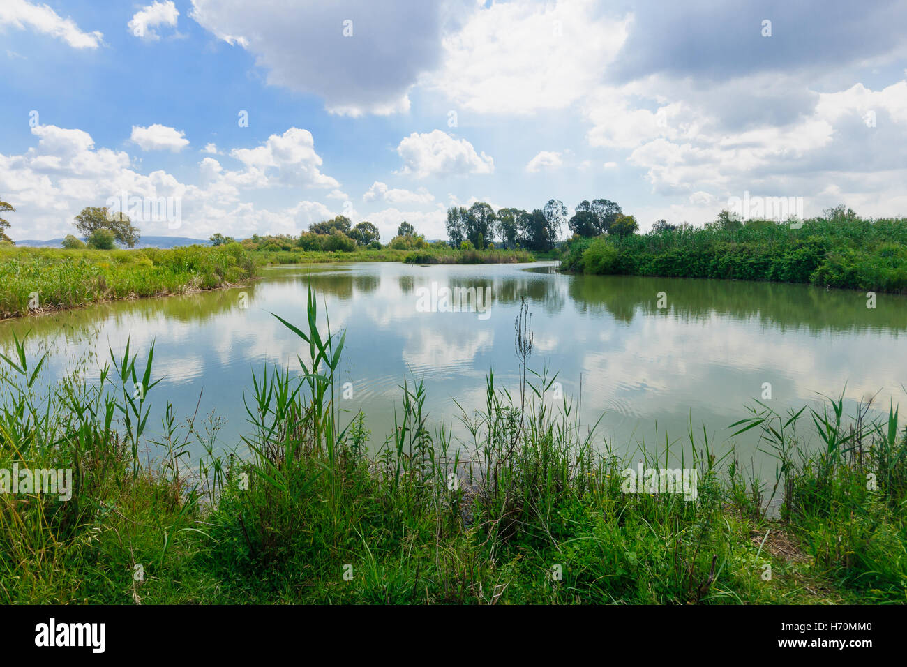 Paysage des zones humides, dans la réserve naturelle en Afek, le nord d'Israël Banque D'Images