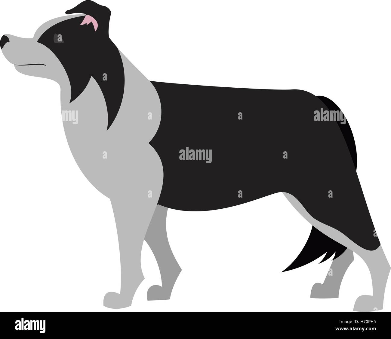 Border Collie design moderne et d'animaux de race de chien isolé sur fond blanc Illustration de Vecteur Border Collie design moderne et d'animaux de race de chien isolé sur fond blanc Illustration de Vecteur