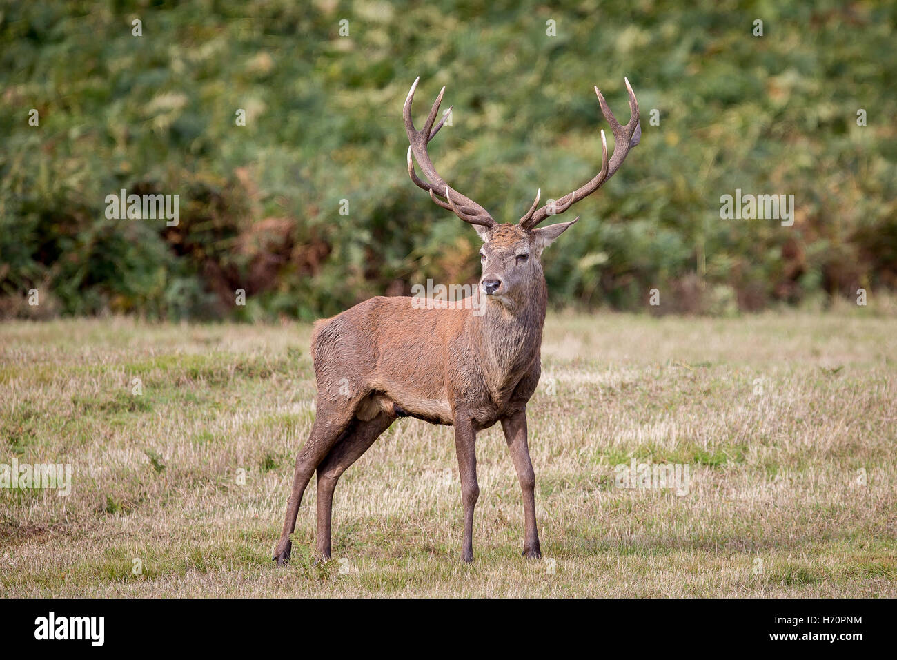 Red Deer Stag at Bradgate Park Leicester Uk Banque D'Images