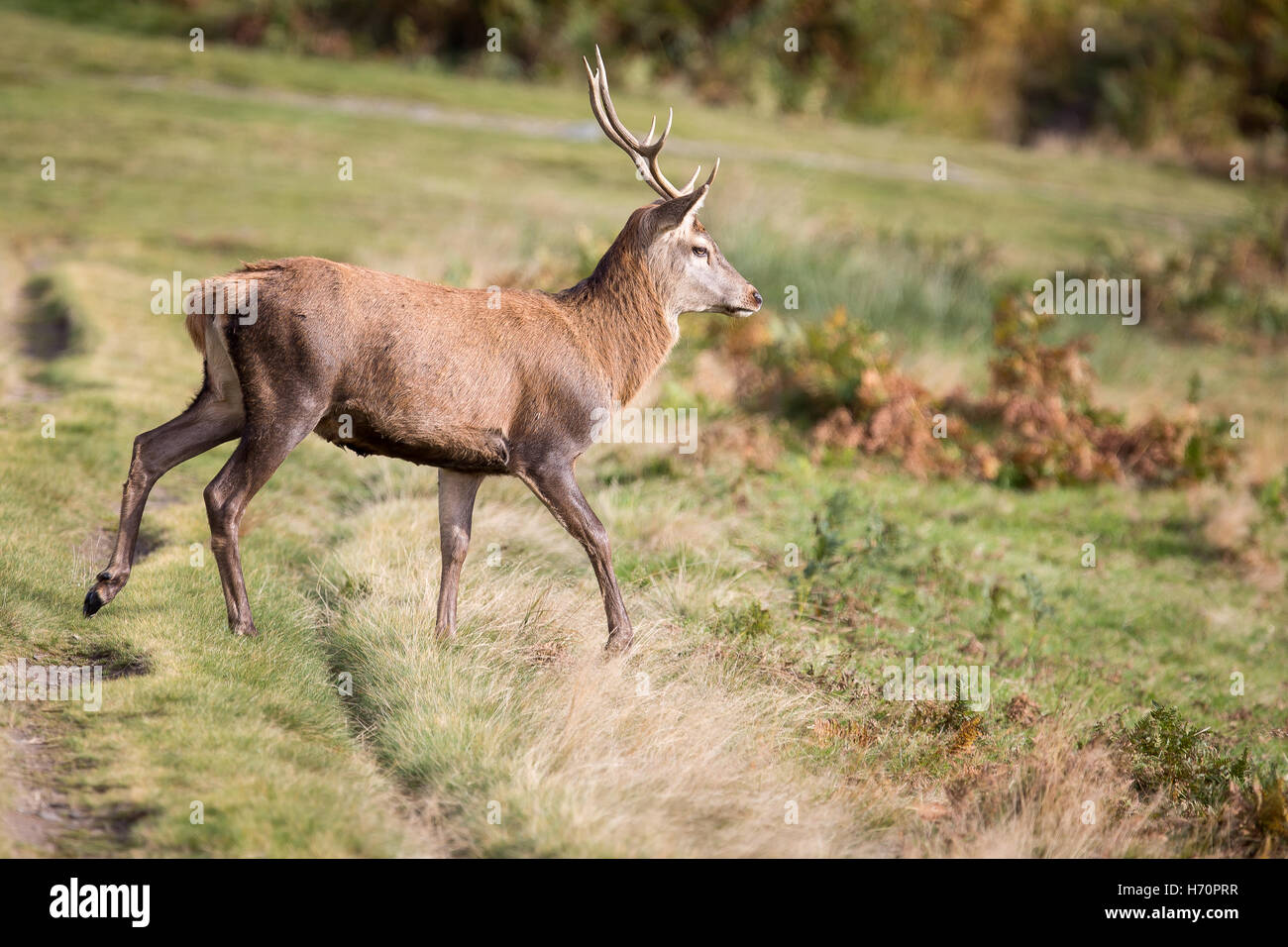Red Deer Stag at Bradgate Park Leicester Uk Banque D'Images