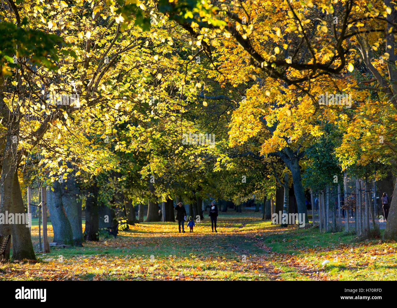 Le Meadows, Édimbourg, Écosse. La faible lumière du soleil d'automne jette de longues ombres qu'elle brille à travers les arbres sur une journée de novembre. Banque D'Images