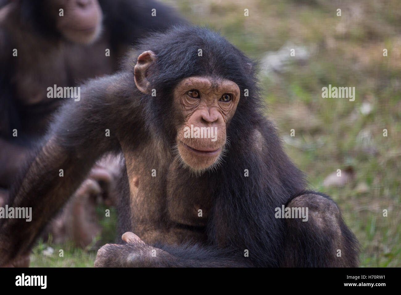 Dans un zoo chimpanzé - gros plan portrait shot. Ils sont considérés comme la plus intelligente de toutes les espèces de primates (singes). Banque D'Images