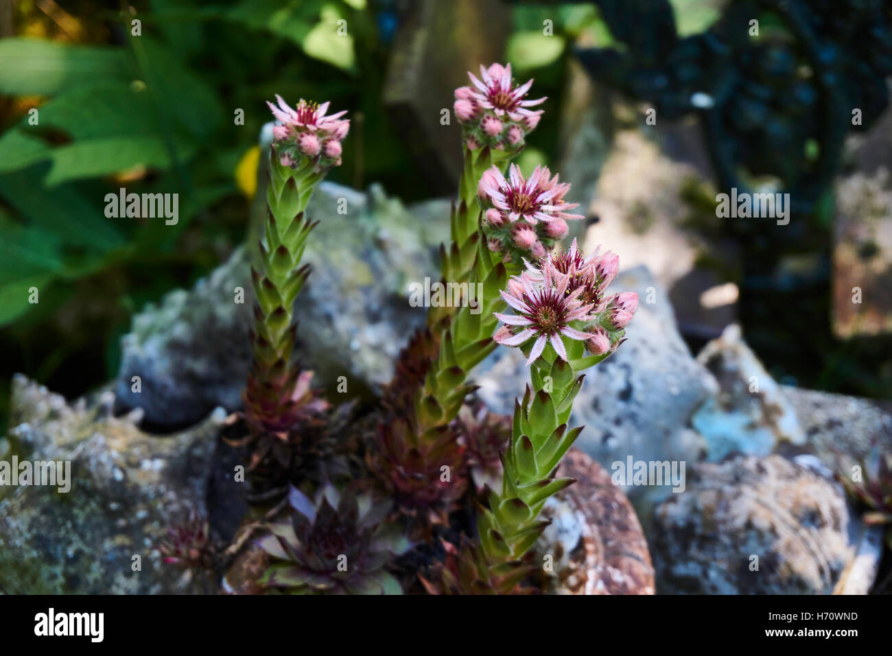 Extrêmement rare et beau jardin très soigné avec une espèces de fleurs Banque D'Images