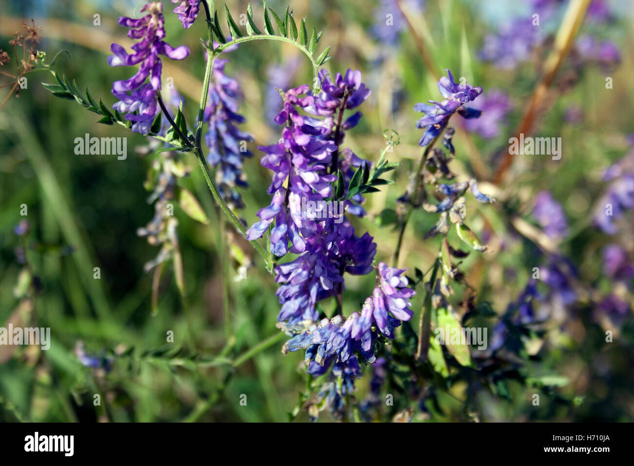 Petites fleurs pourpres, vesces, au bord de la route dans la région de North Lanarkshire Banque D'Images