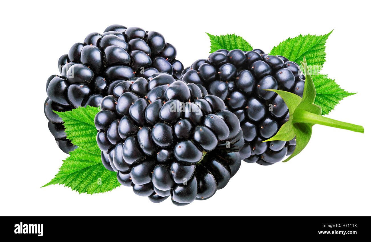 Blackberry frais isolé sur fond blanc Banque D'Images