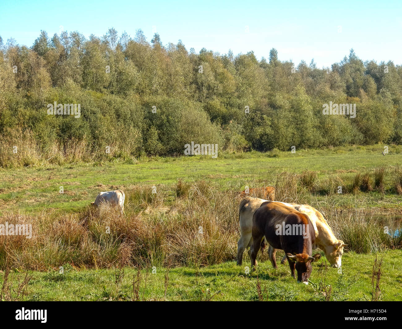 Les vaches en prairie avec fen en brabant holland Banque D'Images