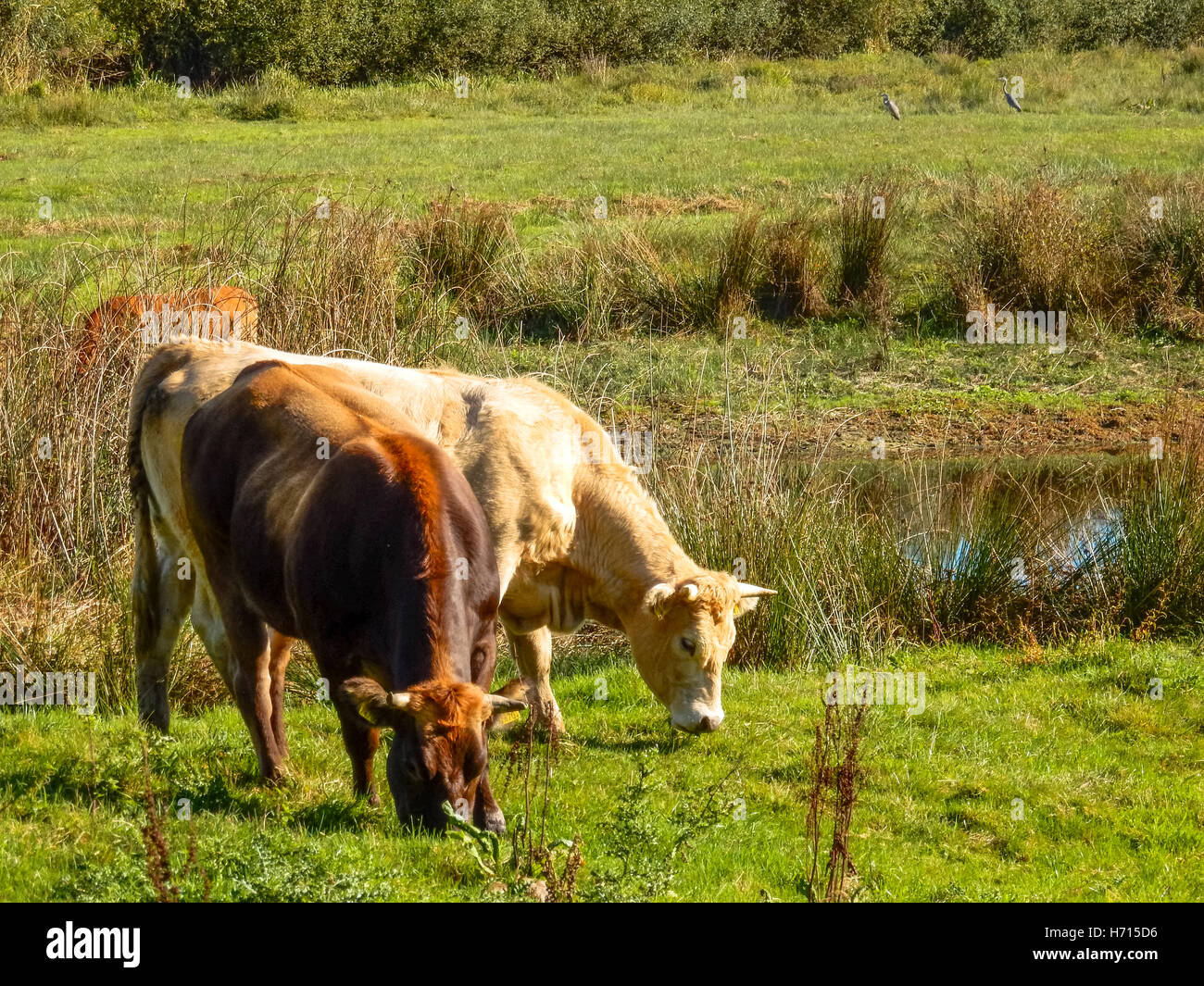 Les vaches en prairie avec fen en brabant holland Banque D'Images