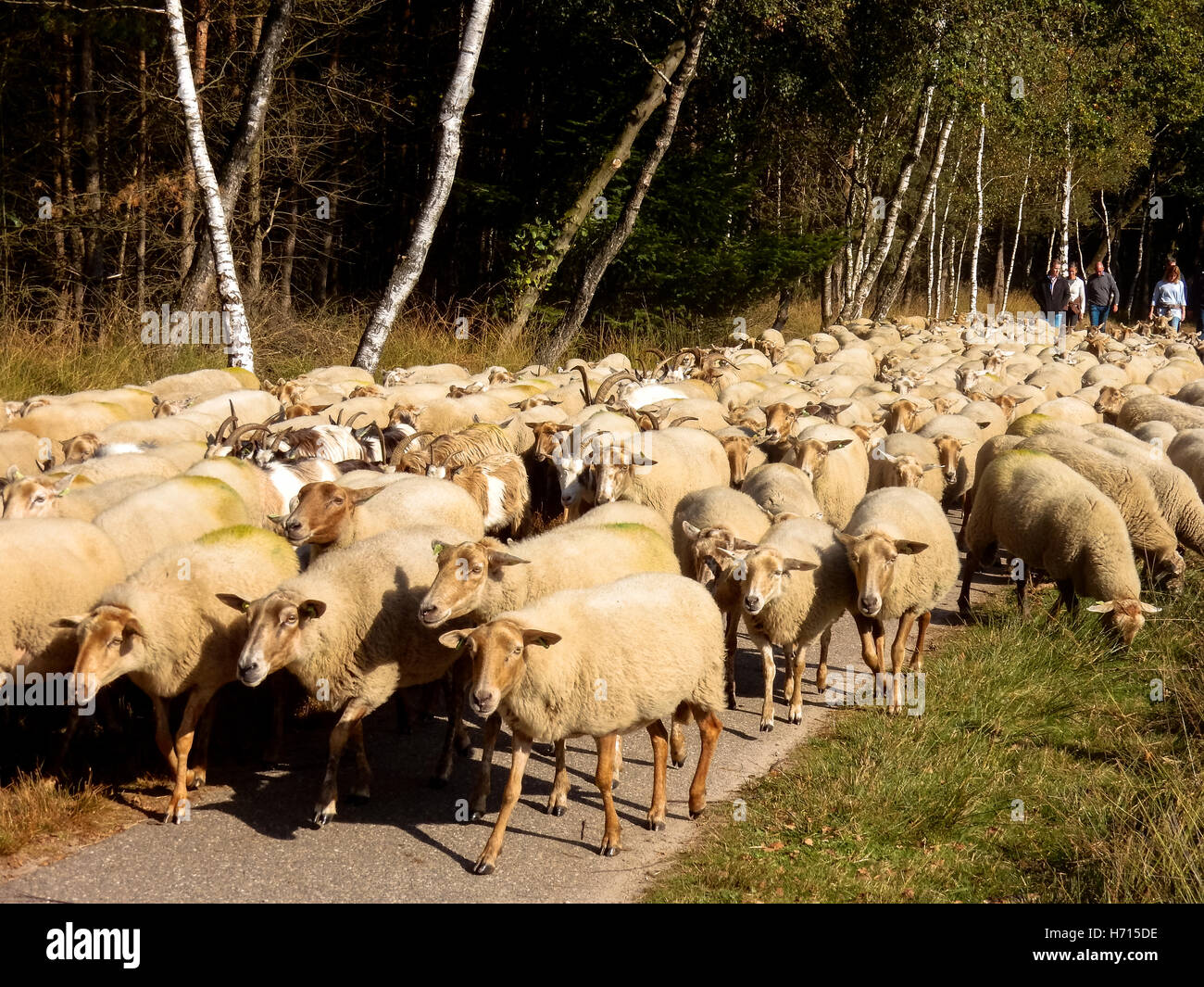 Troupeau de moutons en Hollande Banque D'Images