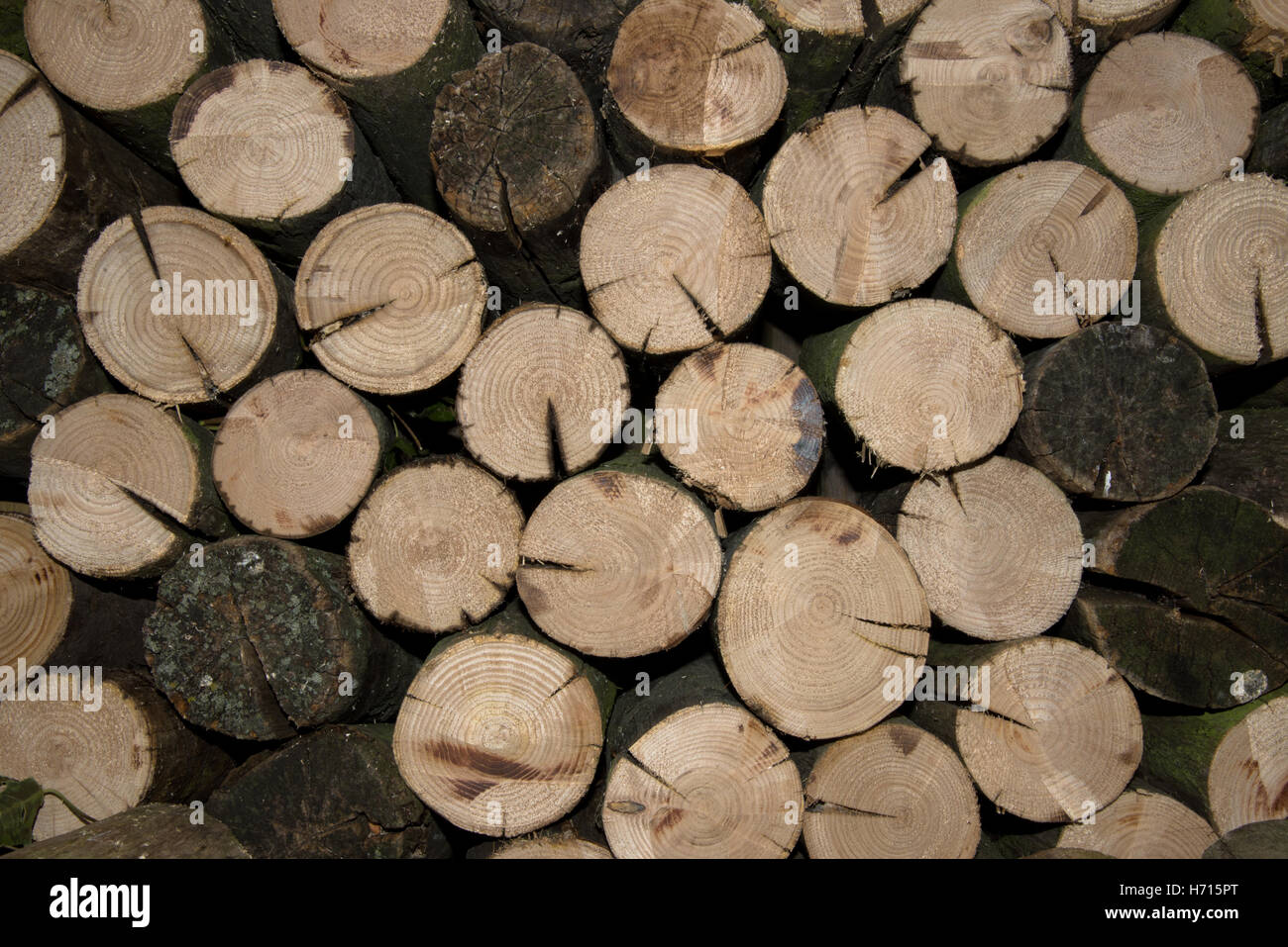 Pile de bois haché Banque D'Images