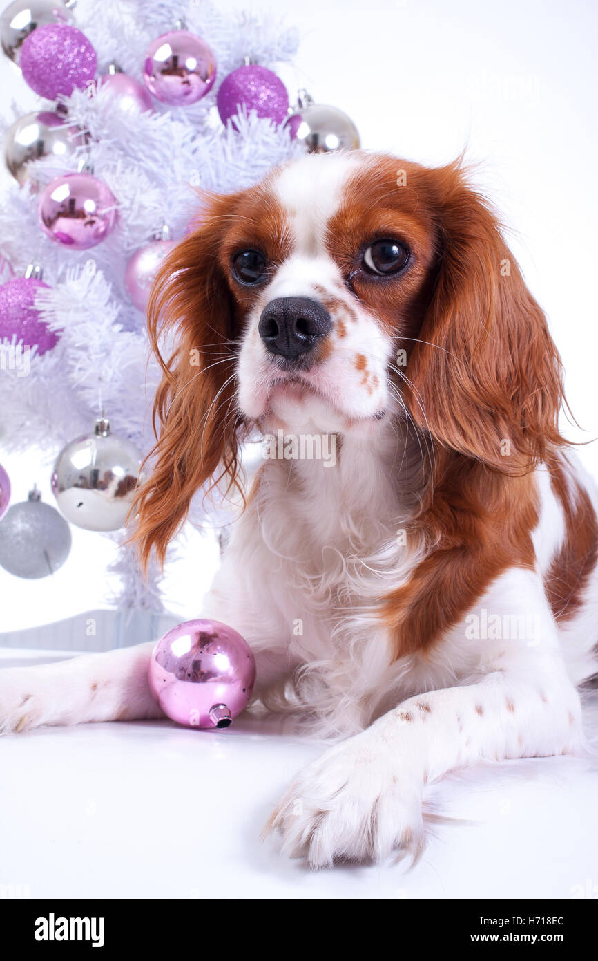 Formés cavalier king charles spaniel chien photographie studio fond blanc avec arbre de Noël rose de célébrer. Mignon. Banque D'Images