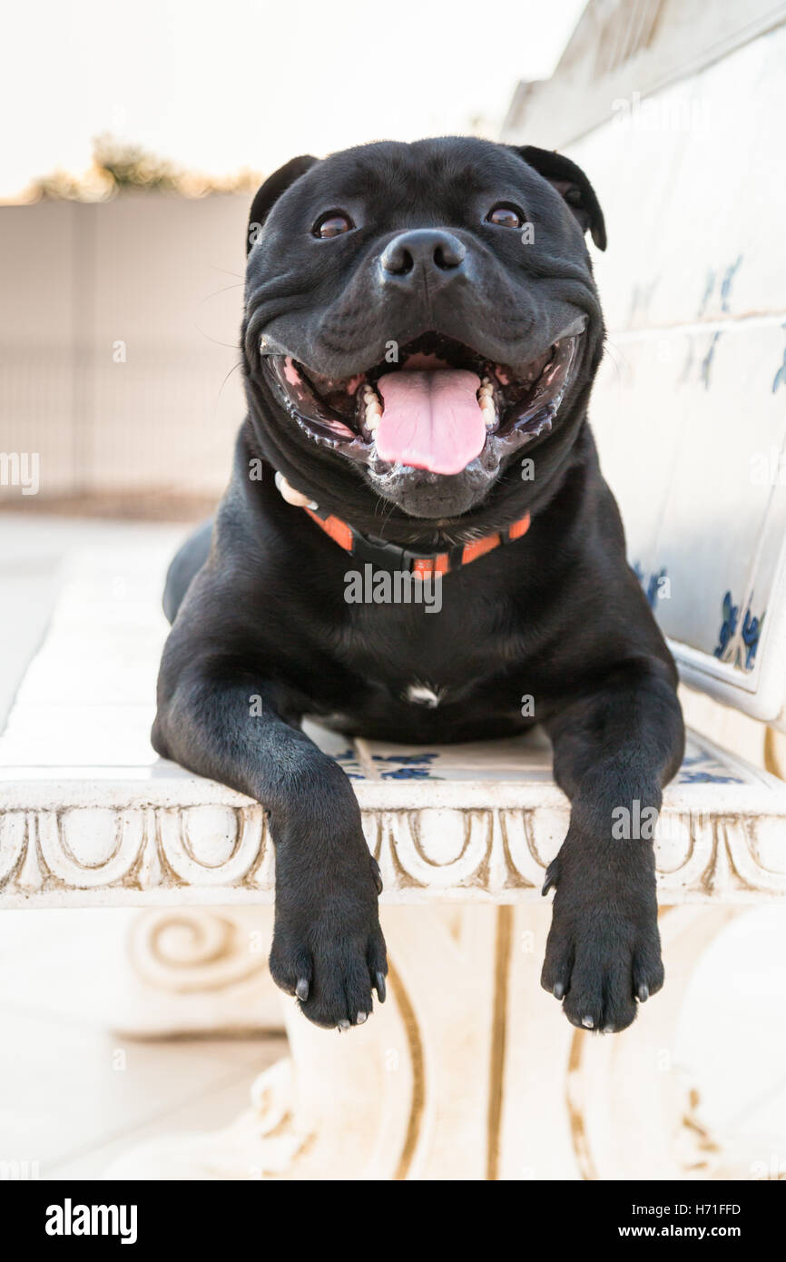 Heureux, souriant Staffordshire Bull Terrier chien couchant avec ses pattes  avant et qui pèsent sur le bord d'une pierre blanche, crème, ben Photo  Stock - Alamy
