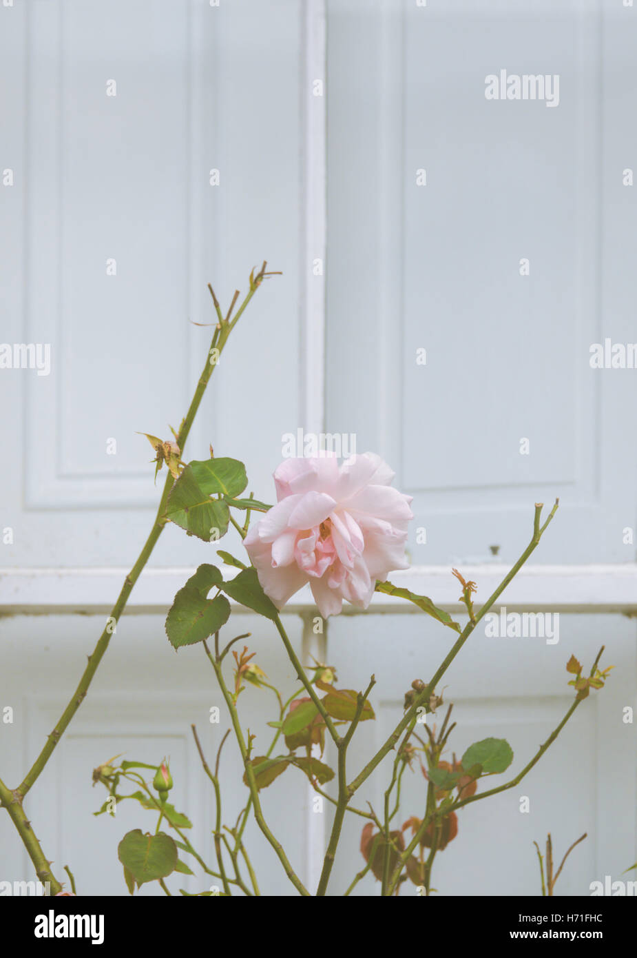 Rose rose pastel dans une fenêtre Vintage Banque D'Images