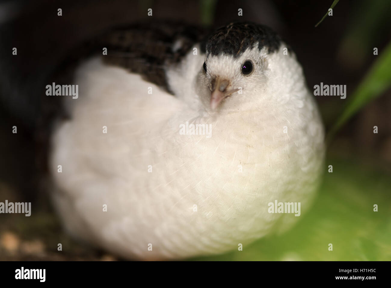 Excalfactoria chinensis caille (roi). Oiseau de la famille des Phasianidés, le plus petit vrai caille, aka la caille peinte de Chine Banque D'Images