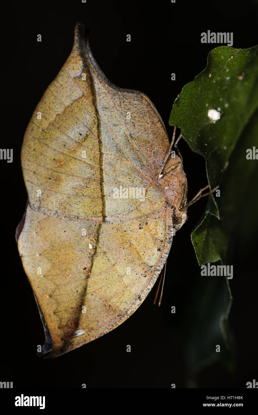 Feuille d'Indien (papillon Kallima paralekta) dessous. Saison sèche sous forme de papillon Nymphalid, alias l'orange oakleaf ou feuille morte Banque D'Images