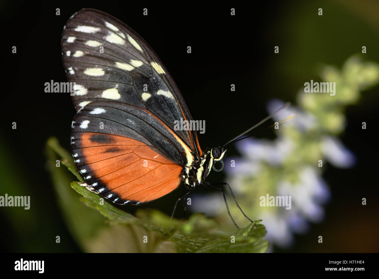 Tiger longwing (papillon Heliconius hecale). Le centre et le sud-américain Heliconiid lépidoptère de la famille des Riodinidae Banque D'Images