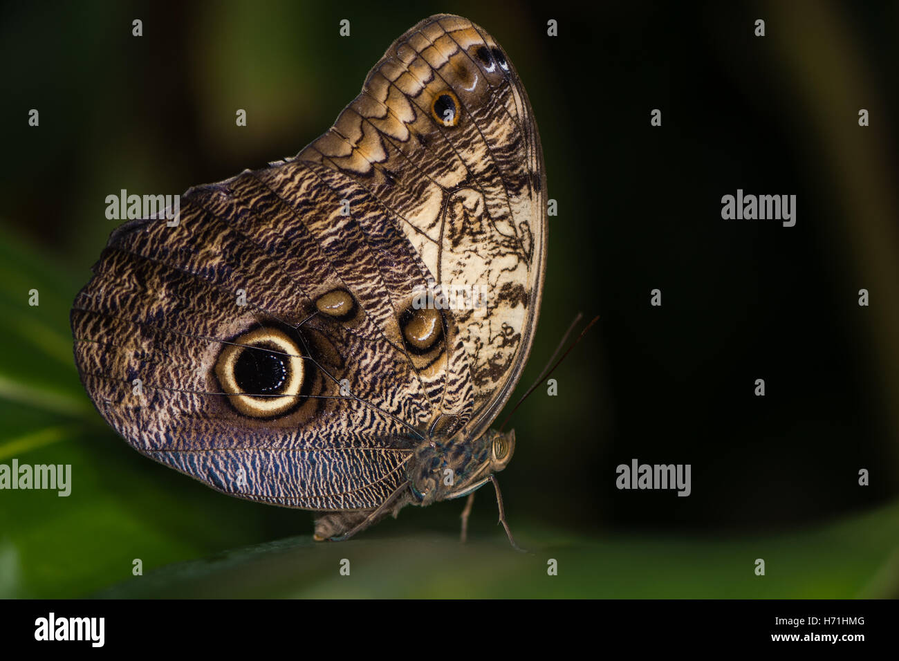 Papillon hibou géant (Caligo memnon). Le Centre et le sud-américain énorme de la famille Nymphalidae Banque D'Images