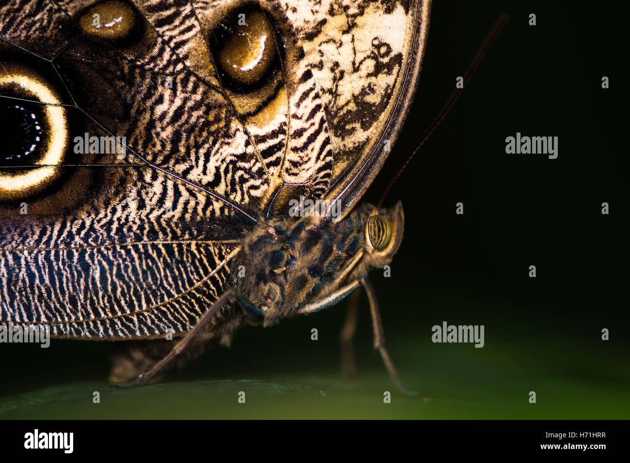 Papillon hibou géant (Caligo memnon) tête et thorax. Le Centre et le sud-américain énorme de la famille Nymphalidae Banque D'Images