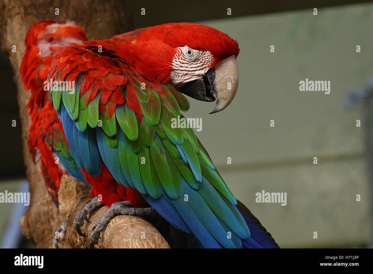 Portrait coloré de big brasilian perroquets perchés sur branche d'arbre Banque D'Images