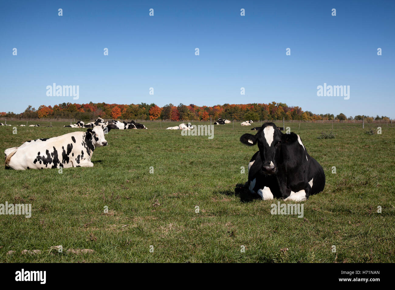 Animaux de l'élevage des vaches de Jersey noir blanc lait viande bovine l'élevage de la ferme de champ libre à l'extérieur de l'industrie de l'agriculture plage nature natural hea Banque D'Images